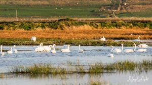 Whooper Swans at Loch Gruinart Islay