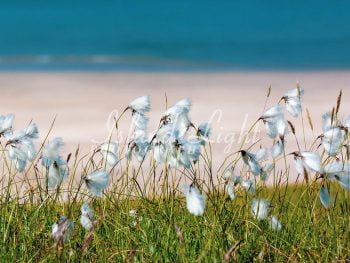 Cotton Grass near Beach