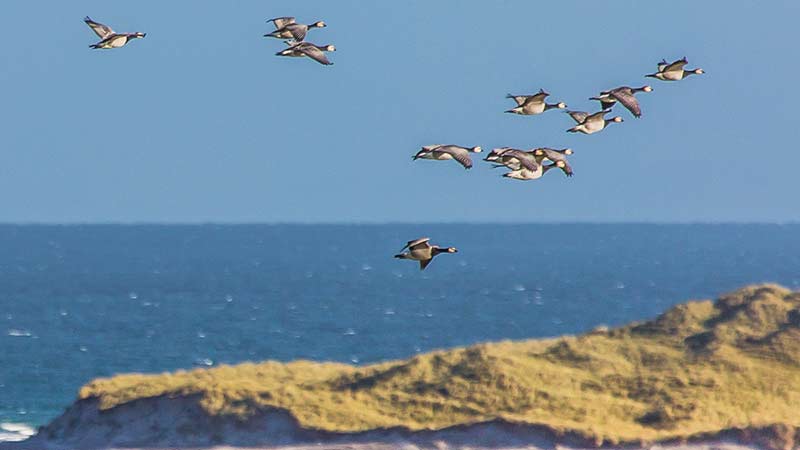 Barnacle Geese over Killinallan Point