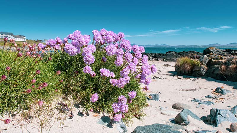 Sea Pinks on the beach at Port Charlotte