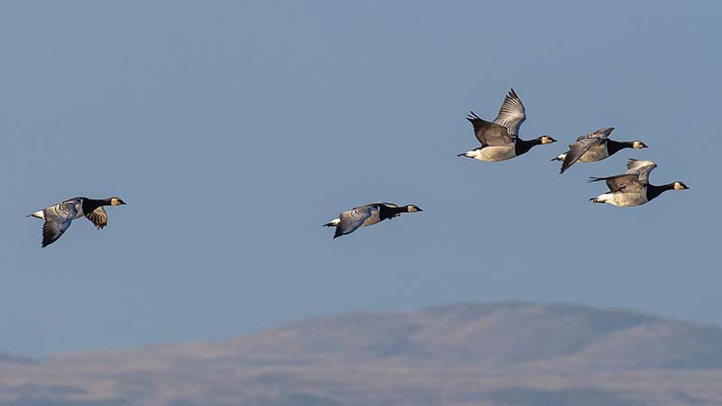 Barnacle Geese in Flight over Islay