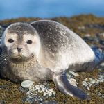 Seal Pup on the Rocks at Ardnave