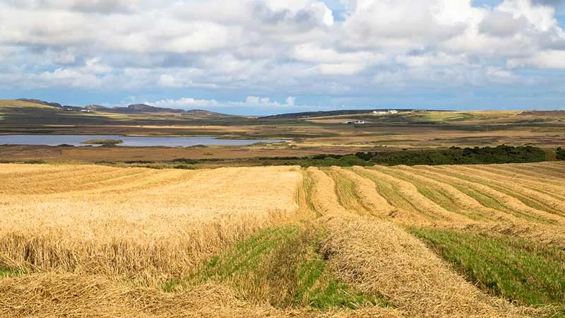 Islay Barley Field near Kilchoman